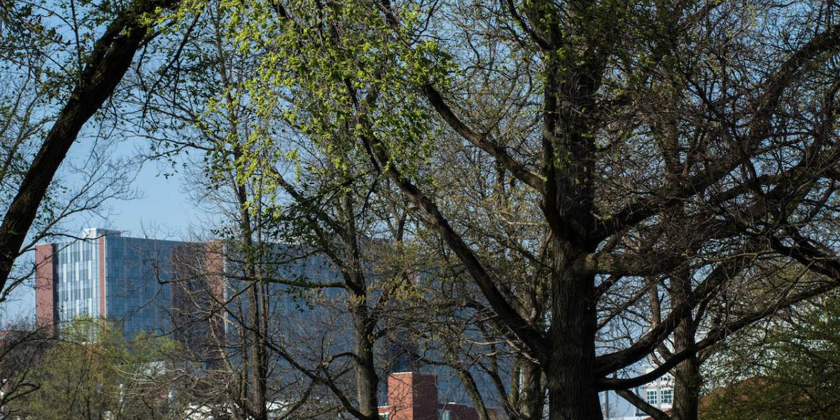 A picture of campus walkway with a trees providing a canopy, students walk on walkways, blue skies overhead.